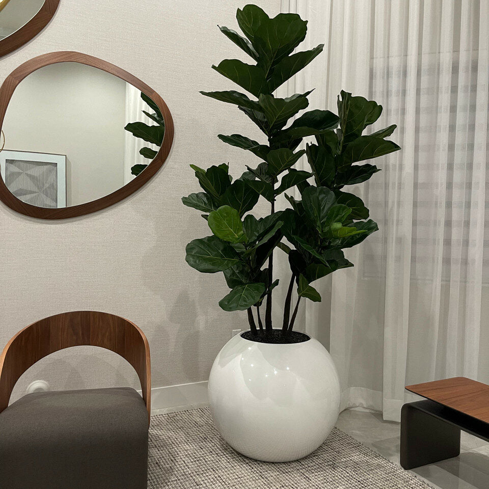 White Globe Vase with Fiddle Leaf Fig – 180 cm
