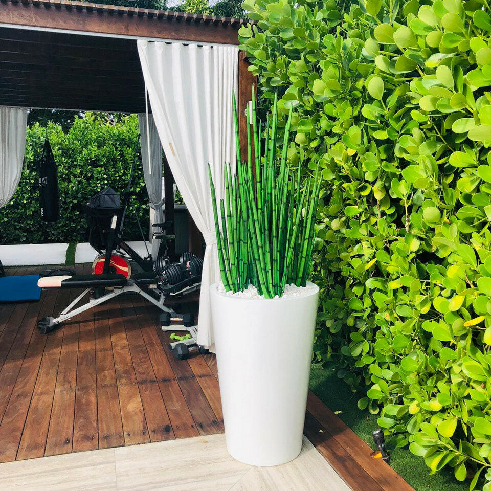 Snake Grass (1.63 m) with Belle L Planter