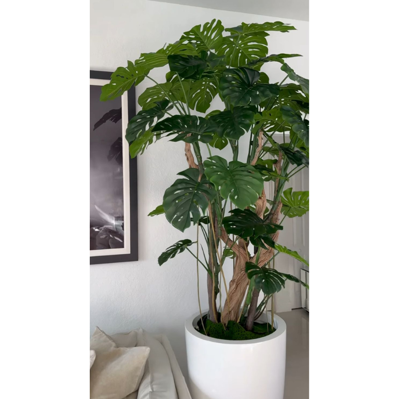 Monstera Plant in High-Gloss White Pot