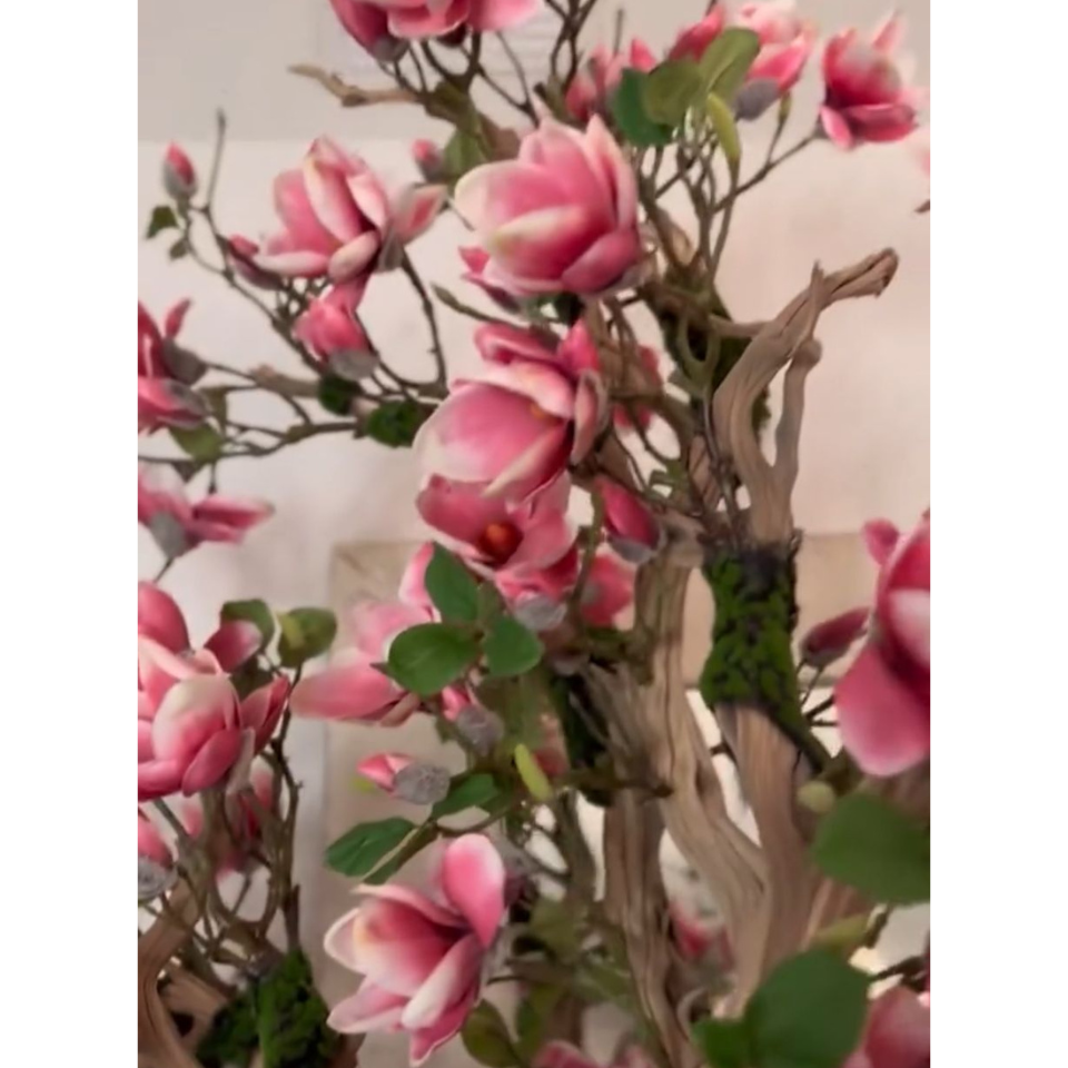 Pink Magnolia Tree in St. Tropez Pot in Radiant White – New Release