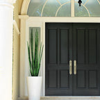 Snake Grass (160 cm) with Belle M Planter