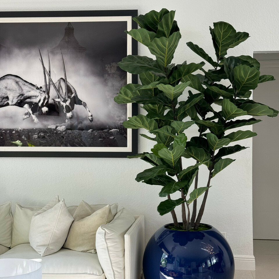 Blue globe vase with fiddle leaf fig