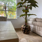 Large Teak Wood Bowl with Alocasia Plant