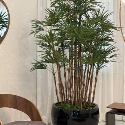 Black Terragona Pot with Lady Palm