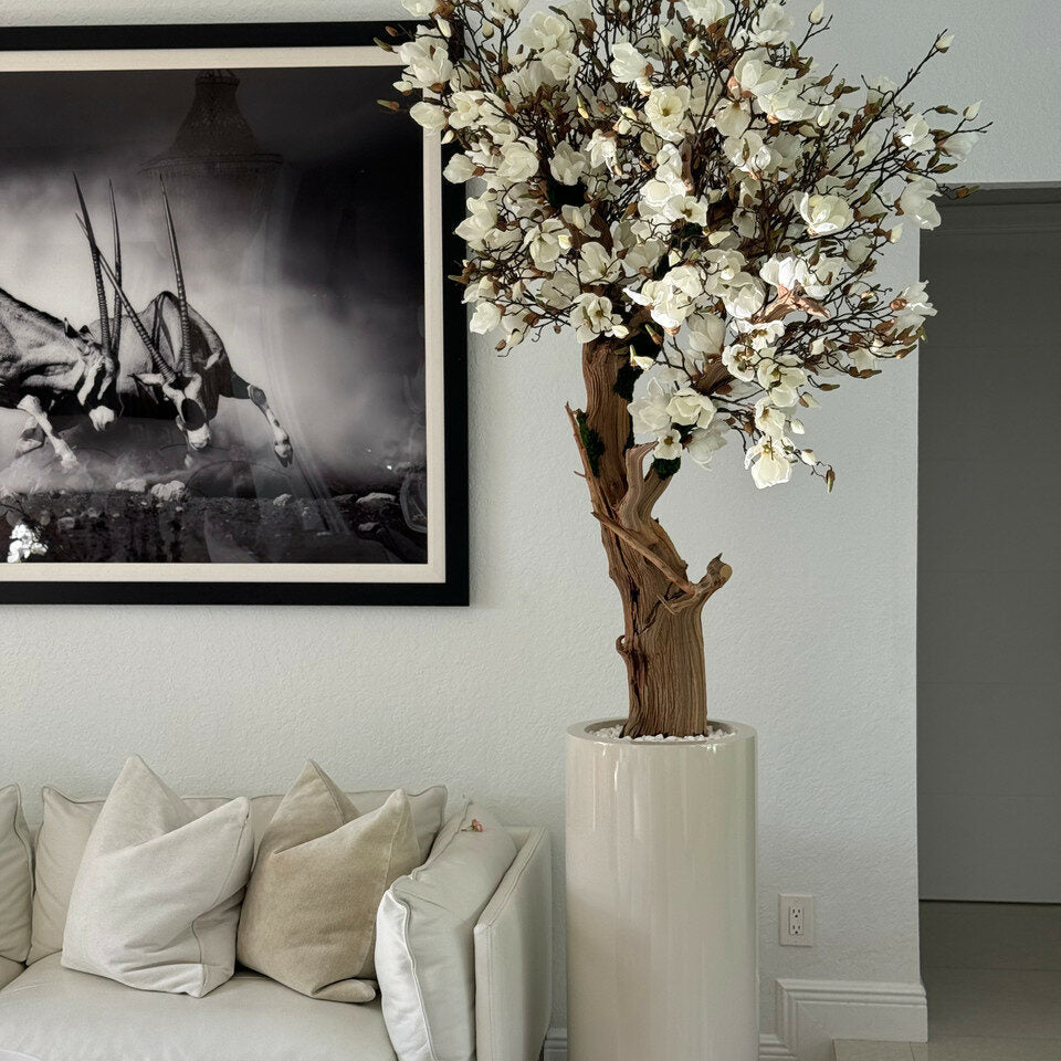White Magnolia Tree in Pot St. Tropez Bright Beige