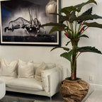 Large Teak Wood Bowl with Alocasia Plant