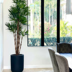 XL Black Pot Palm Tree
