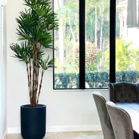 Palms & Trees