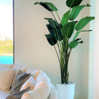 9-Foot Bird of Paradise with Shiny White Pot