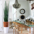 Snake grass (160 cm) with white Lux pot