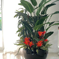 Black Terragona Tropical Plant Mix