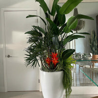 Bird of Paradise